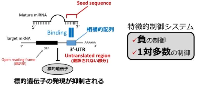 図 1 　 microRNA （ miRNA ） による遺伝子制御機構のシェーマ図