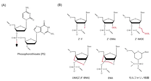 図 6 　 miRNA に用いられる化学修飾