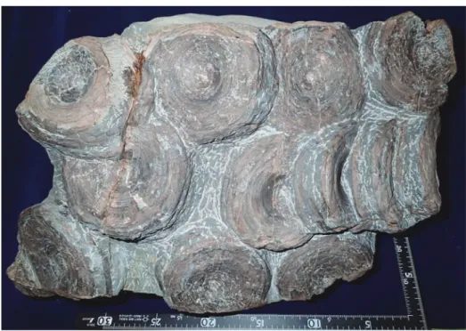 Fig. 3　The photograph from the upper surface of NHMT-V501 after cleaning.