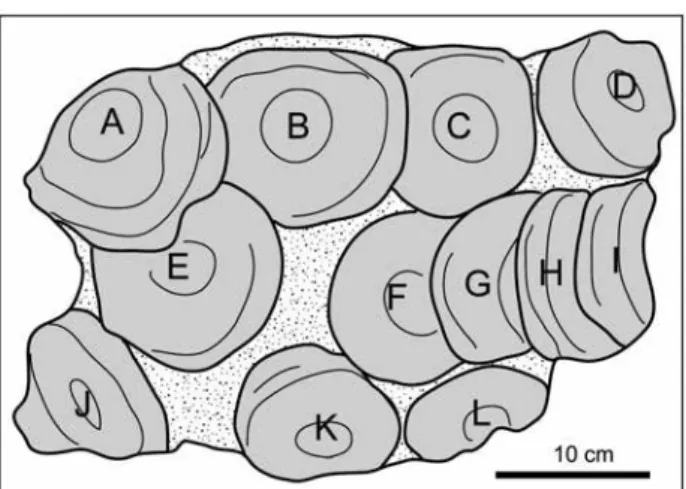 Fig. 6　Comparison of stratigraphy of the Kurami and the Saigo Groups according to previous researcher and this  study