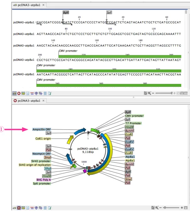 図 6 から環状表示の Ampicilin ORF ( 図 6 ① ) にカーソルをあわせてダブルクリックし、 Ampicilin ORF  全体を選択することができます。すると選択されたことを示すバーが表示されます ( 図 7 ① )。