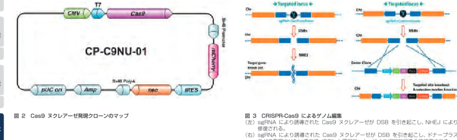 表 1　TALEN と CRISPR-Cas9 システムの⽐較ゲノム特異的sgRNA 配列sgRNA(tractRNA-crRNAchimera)部位特異的二重鎖 DNA 切断PAM(5'-NGG-3')Cas9 ヌクレアーゼゲノムDNAゲノムDNA