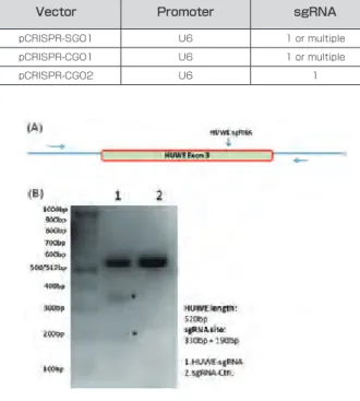 図 7　CRISPR-Cas9 による複数遺伝子の切断