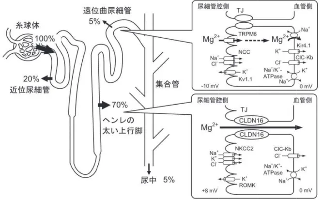 図 19  腎尿細管における 図 20  低 以上のことから 管における 腎尿細管における低Mg 血症に対する対策フローチャート．ベクティビックス適正使用ガイドより引用以上のことから管における EGFR 腎尿細管における Mg イオンの再吸収．文献 血症に対する対策フローチャート．ベクティビックス適正使用ガイドより引用以上のことから、抗EGFREGFRの阻害に基づくイオンの再吸収．文献血症に対する対策フローチャート．ベクティビックス適正使用ガイドより引用EGFR抗体によるざ瘡様皮疹や低の阻害に基づくと考えら