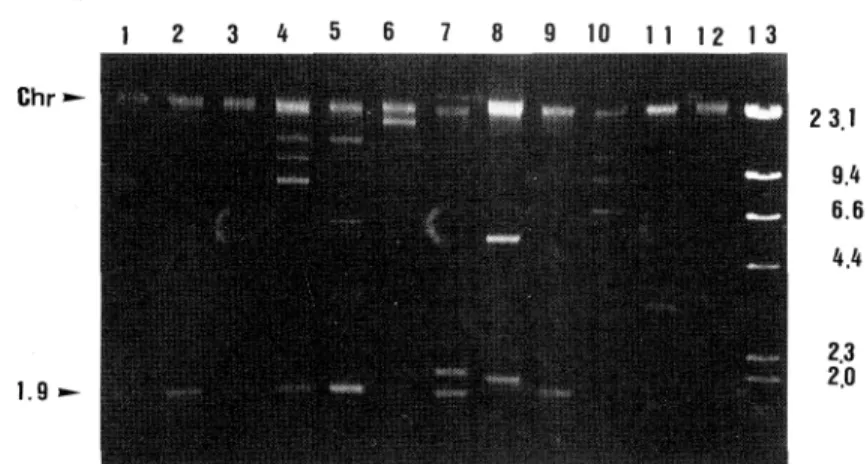 Fig.  2  Agarose  gel  electrophoresis  in  Tris-acetate  buffer  of  plasmid  DNA 