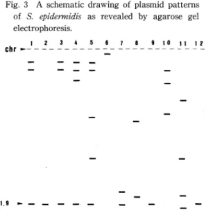 Fig.  3  A  schematic  drawing  of  plasmid  patterns  of  S.  epidermidis  as  revealed  by  agarose  gel  electrophoresis