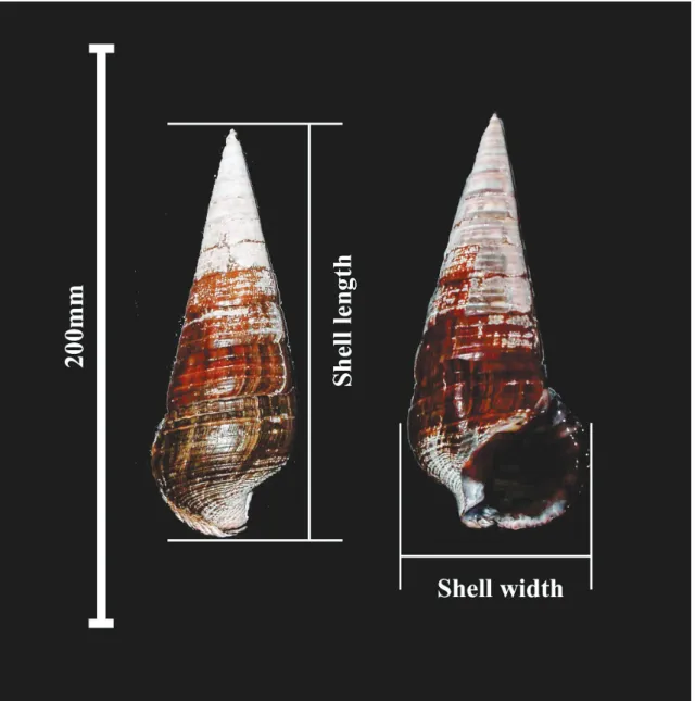 Fig. 1  Terebralia palustris.