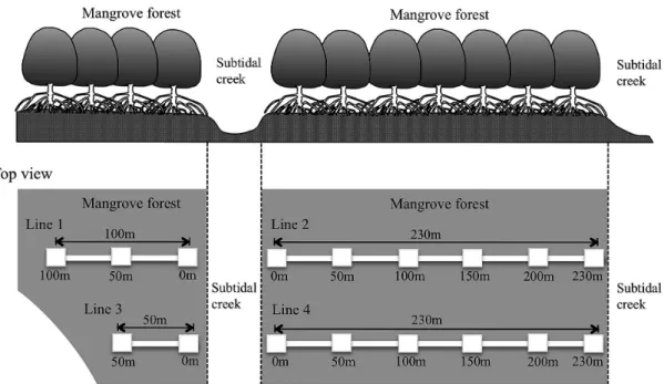 Fig. 3  Schematic  representation  of  each  census  line  1−4  in  the  mangrove  forests.  The  positions  of  each  station （3 m × 3 m quadrat） on each line are represented as squares.