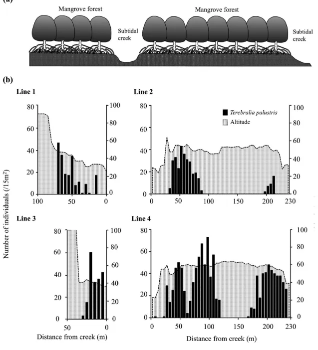 Fig. 5  Schematic representation （side view） of the subtidal creeks and mangrove forests （a） and number  of individuals （/15 m 2 ） of  T