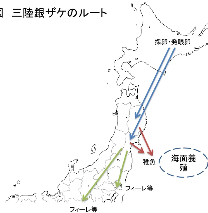 図  三陸銀ザケのルート 稚魚 採卵・発眼卵 フィーレ等 フィーレ等 海面養殖