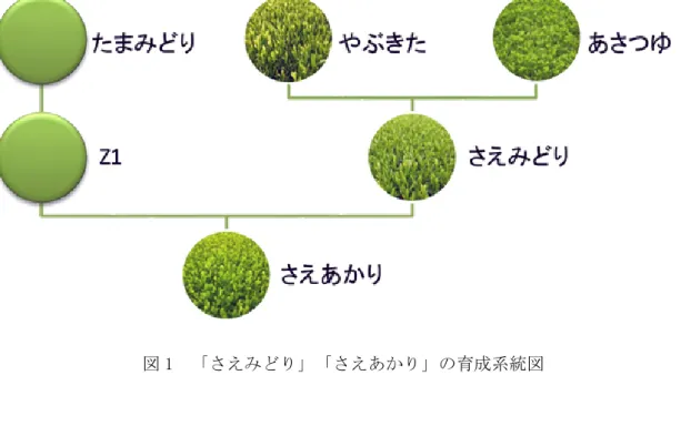 図 1  「さえみどり」「さえあかり」の育成系統図 