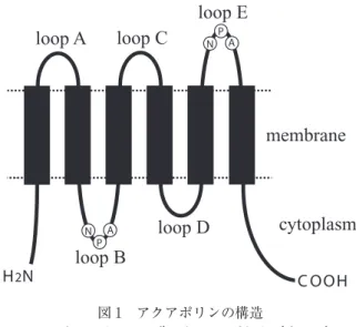 図 1 アクアポリンの構造
