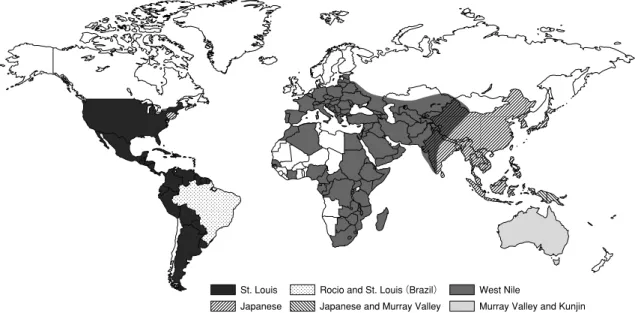 図 4 日本脳炎抗原群に属するウイルスの分布（1999） ＊10St. LouisJapaneseRocio and St. Louis（Brazil） Japanese and Murray Valley West Nile Murray Valley and Kunjin 図 5 ウエストナイルウイルスの流行地域（2009 年） ＊10ウエストナイルウイルス 日本脳炎ウイルス  日本脳炎＋ウエストナイルウイルス  マレーバレーおよびクンジンウイルス  図 6 アカイエカ ＊12