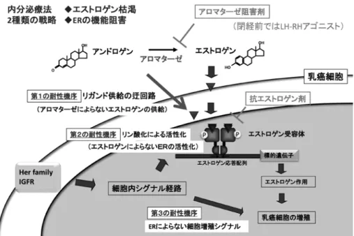 図 1 .  乳癌の内分泌療法とその耐性機序 AIはより適切なホルモン療法として，閉経後患者の進行 再発治療や術後補助療法で抗エストロゲン剤より優先され ることとなった。卵巣機能の遮断は閉経前 ER陽性乳癌に 対する有効な治療戦略の一つであるが，エストロゲン枯渇 耐性の獲得は ER陽性乳癌でホルモン療法耐性が進展し， 腫瘍がより悪性化する上で重要なステップといえる。エス トロゲン枯渇耐性の機序は，いくつかの施設でエストロゲ ンを除去した培地で長期間培養された細胞を用いて研究さ れ て き た［ ４ ～ ６］