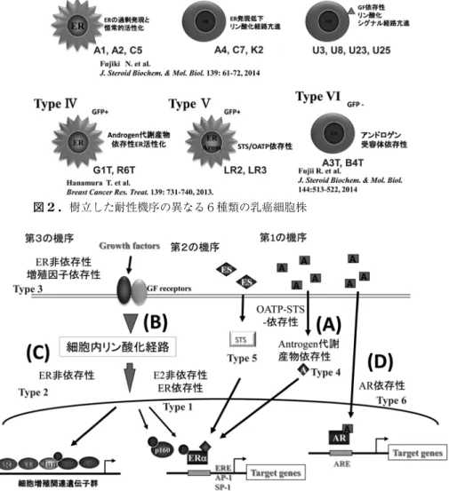 図 3 . エストロゲン非依存性（AI耐性）のメカニズム