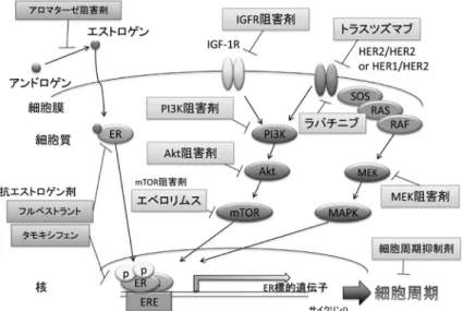 図 4 .  ER陽性乳癌の治療標的 Akt経路によって ERがリン酸化されて活性化することが この細胞の増殖に重要であることが示唆された （図 3B ） 。  ER 非依存的増殖メカニズムの獲得 一方， GFP陰性細胞株の３つのバリアントは ER活性を 失っており，前述の３つのGFP陽性細胞と同様にクローン 化すると，c-Jun N-terminal kinase（JNK）の恒常的活性 化が示された。これは ERE-GFP陰性 EDR細胞でみられ， JNK阻害剤によって抑制された。 IGF-1R特異的阻害