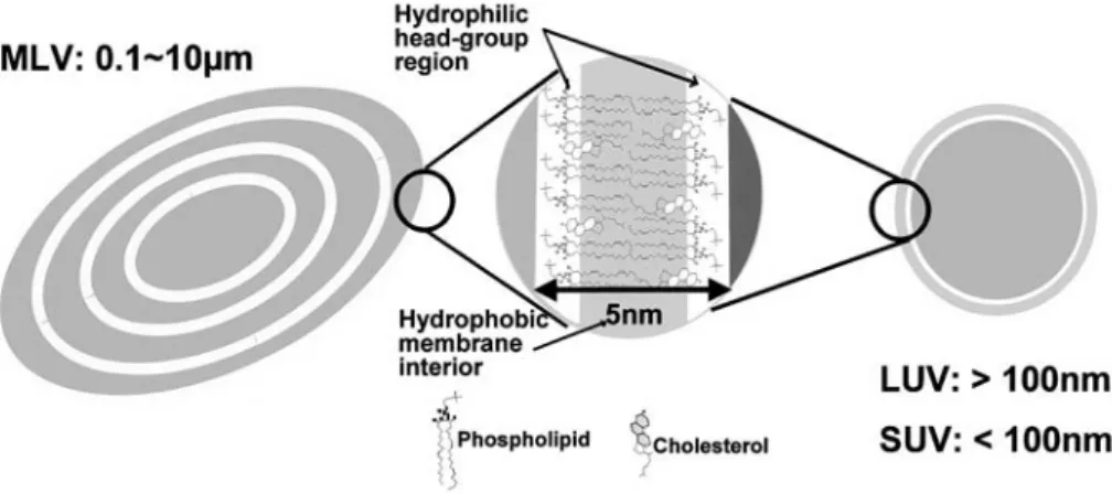 Fig. 2 Type of liposome-cell interactions.