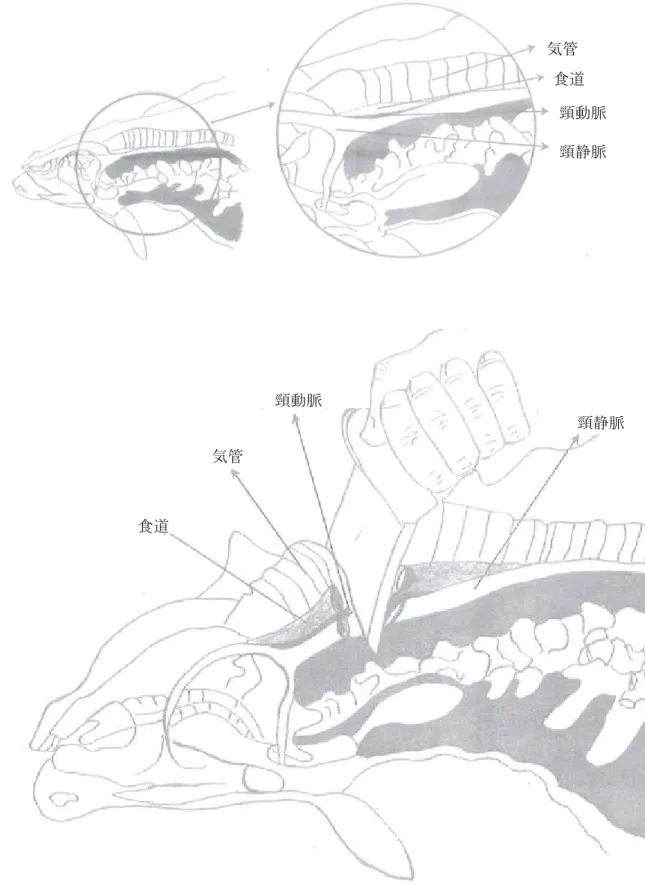 図表 4 と畜時に 3 本の管を切断しなければならない（ 2 本の血管（頸動脈と頸静脈） 、気管、食道） 気管 食道 頸動脈 頸静脈 気管 食道 頸動脈 頸静脈 頸静脈 - 11 - 