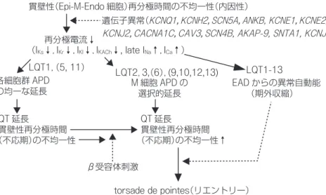 図 1 先天性 QT 延長症候群の QT 延長と TdP 発生機序