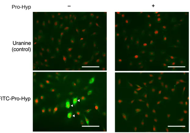 Figure 2. Pro-Hyp is incorporated into osteoblastic cell. 