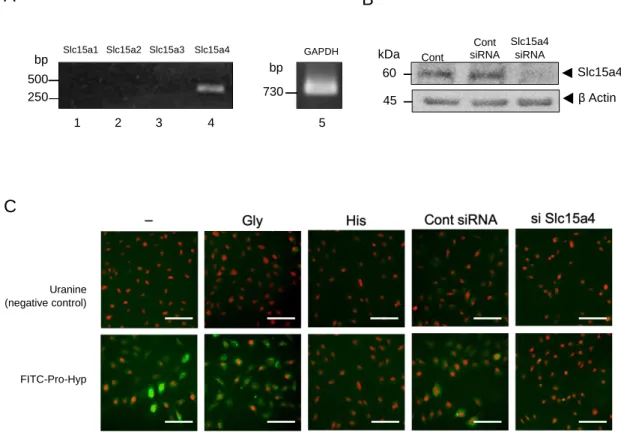 Figure 3. Pro-Hyp is incorporated into osteoblastic cell via Slc15a4. 
