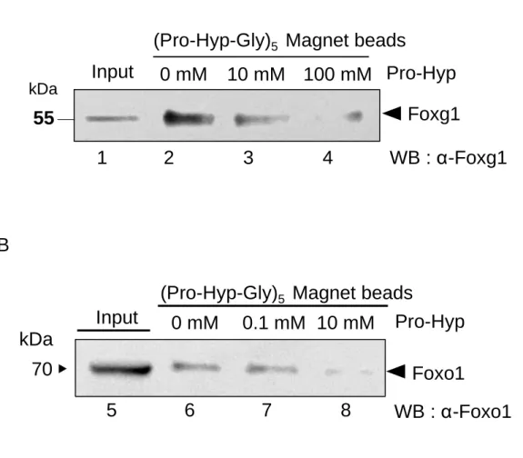 Figure 5. Pro-Hyp binds to Foxg1 and Foxo1. 