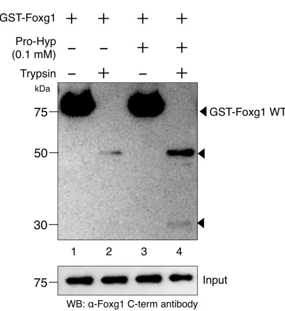 Figure 6. Pro-Hyp induces a Foxg1 conformational change. 