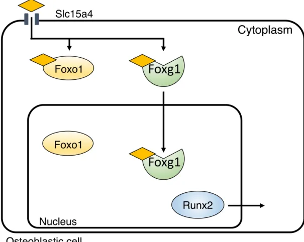 Figure 7. Schematic representation of that Foxg1, Foxo1 and Runx2 were  translocated by Pro-Hyp in the osteoblastic cell