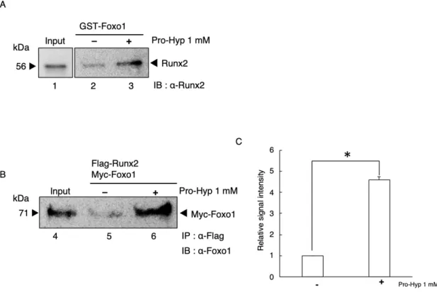 Figure 8. Pro-Hyp promotes the interaction between Foxo1 and Runx2.   
