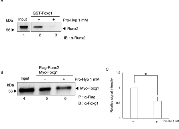 Figure 9. Pro-Hyp inhibits the interaction between Foxg1 and Runx2.   