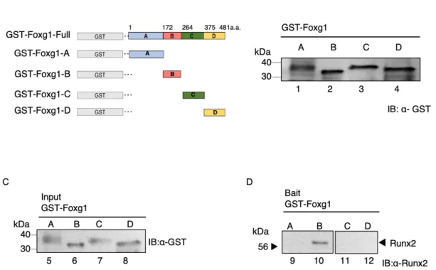 Figure 10. Foxg1 DNA binding region interacts to Runx2. 