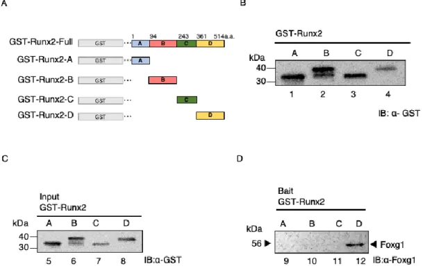 Figure 11. Runx2 c-terminal interacts to Foxg1. 