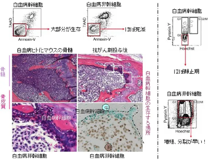 図 2 骨髄で抗がん剤抵抗性を示す白血病幹細胞とそのメカニズム 写真は、白血病幹細胞から白血病を発症したマウスの骨の様子。死んだ細胞を茶色に、 生きている細胞をブルーに区別する特殊な染色をしている。骨皮質といわれる固い部 分は赤く、骨髄にある白血病細胞は紫に見え、白血病細胞が骨髄全体に増殖している ことがわかる。白血病ヒト化マウスに抗がん剤を投与すると、骨髄の中心部に隙間が 生じるのは、細胞分裂の早い増殖性の白血病細胞が抗がん剤のため死に、小さくなる からである。しかし、白血病幹細胞が存在する骨の皮質に接し