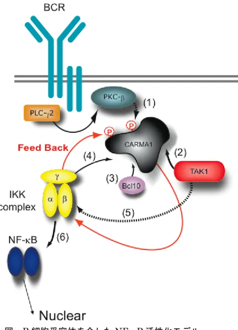 図  B 細胞受容体を介した NF-κB 活性化モデル