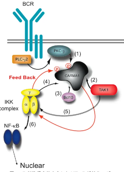 図 1 B 細胞受容体を介した NF-κB 活性化モデル