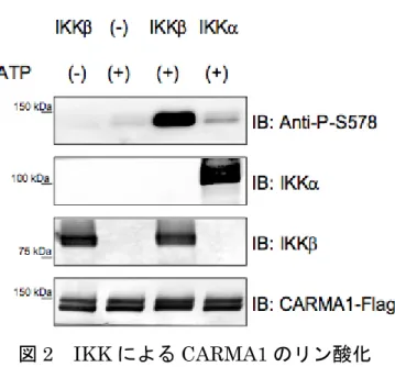 図 2 IKK による CARMA1 のリン酸化