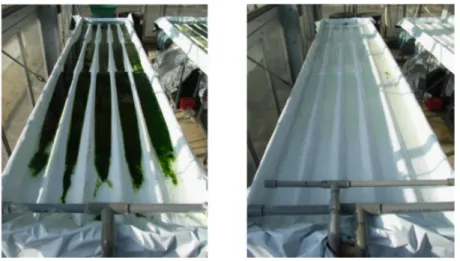 図 1   NFT 方式の養液栽培装置上の藻の発生抑制 （ H19 年オゾン水高度化研究報告より抜粋） ウレタン培地の NFT 栽培装置に 3 mg/L のオゾン水を供給（ 3 回  /  日， 20 分  /  日）し、定植カバー（栽培板）を外した状態での約 3 ヶ月経過後の栽培装 置の比較。オゾン水の殺菌効果により藻の発生が抑制されている（引用 URL : http://h2o-f.jp/ozon_nogyo.html ： 2016 年 12 月 15 日）。
