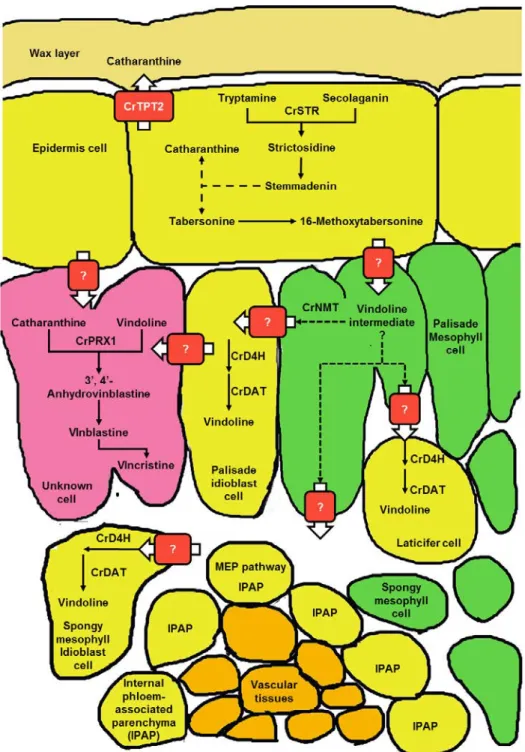 Fig. 1-2  The spatial intracellular organization of MIA pathway in different plant cells of C