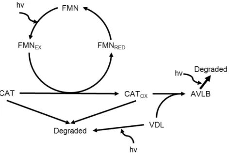 Fig.  1-3  Reaction model of the coupling reaction of catharanthine between vindoline for the  synthesis of 3’, 4’-anhydrovinblastine
