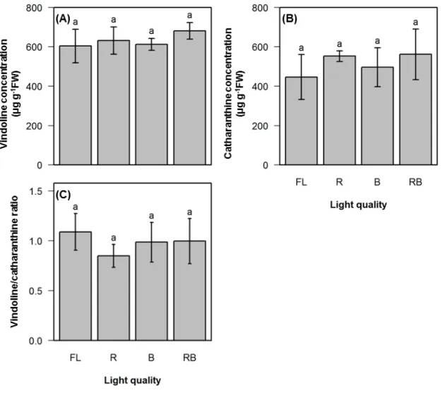 Fig.  2-5    Vindoline  (A)  and catharanthine (B)  concentrations  in total fresh leaf and  vindoline/catharanthine ratio (C) at the harvest