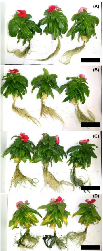 Fig.  2-7    C. roseus  at 63 days after germination. The plants were grown for 28 days under four  different monochromatic red light PPFDs: 75 (A), 150 (B), 300 (C), 600 (D ) μmol m -2  s -1 