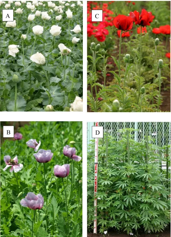 図 1. 国内薬物規制関連法で規制される植物 Ⅰ