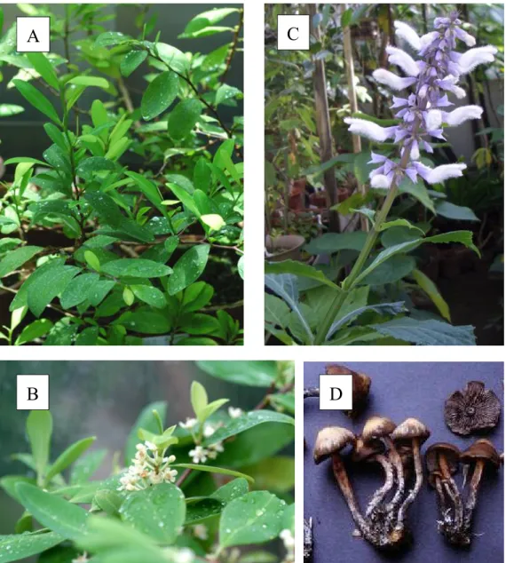 図 2. 国内薬物規制関連法で規制される植物 Ⅱ