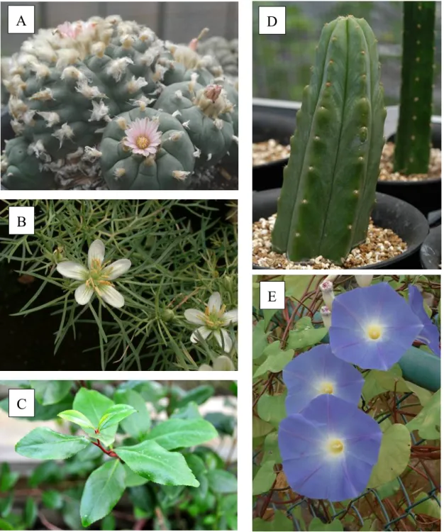 図 3. 東京都薬用植物園で植栽している幻覚性植物