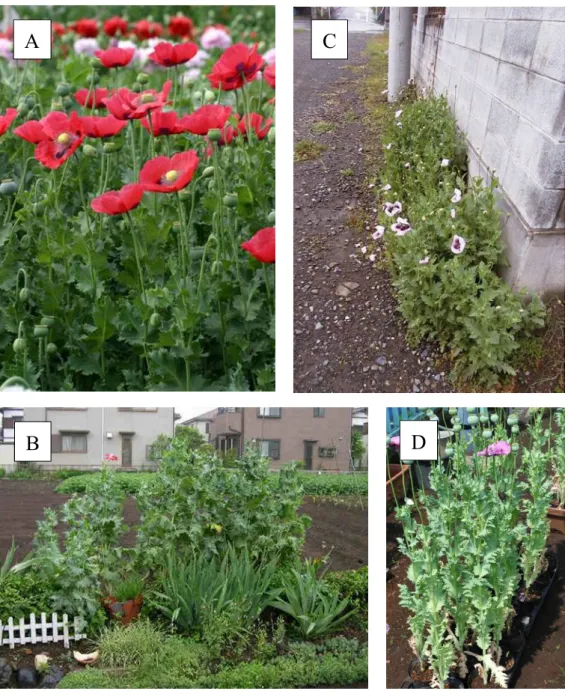 図 4. ケシ園芸品種およびアツミゲシの不正栽培