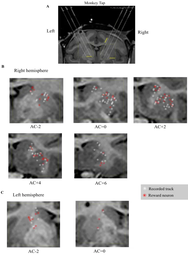 Figure 4. Recording sites in the striatum of the two monkeys (Tap and Tom) plotted on MRI coronal  sections
