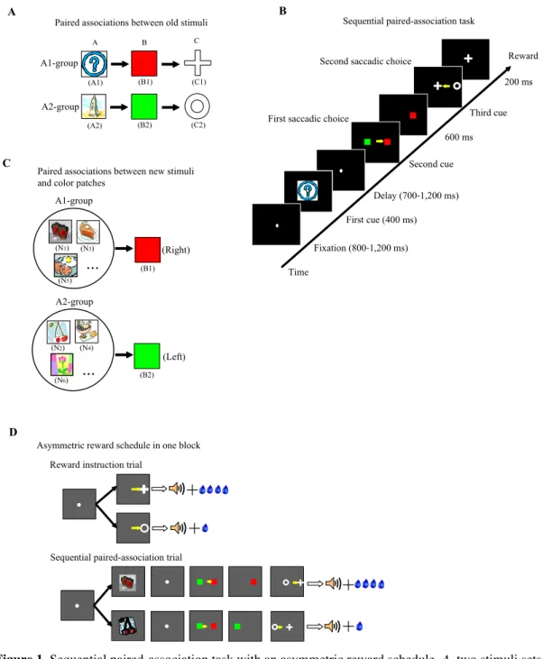 Figure 1. Sequential paired-association task with an asymmetric reward schedule. A, two stimuli sets  (A1-B1- C1 and A2- B2-C2) were learned by the monkeys