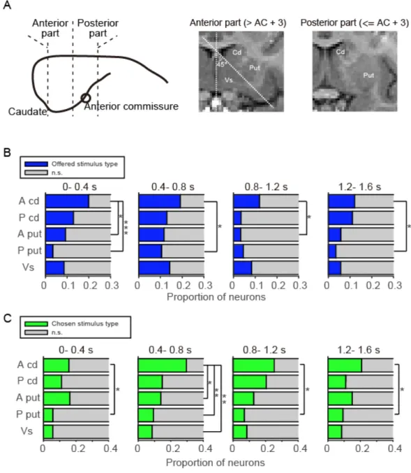 図 2.6     Offered stimulus と chosen stimulus の情報表現の線条体内分布 A.  線条体の各領域．左は側面からみた尾状核を意味したイラスト．前交連