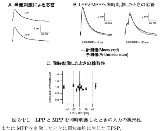 図 3-1-1. LPP と MPP を同時刺激したときの入力の線形性 A) LPP または MPP を刺激したときに顆粒細胞に生じた EPSP 。 B) LPP と MPP の刺激タイミングを少しずらしたとき顆粒細胞に生じた EPSP 。右は 1ms 差、左は 20ms 差。黒いトレースは顆粒細胞から計測した EPSP( 計測値 ) 。グレー のトレースは単発刺激を足して作成した波形 ( 予測値 ) 。 C) LPP と MPP の刺激タイミングを変化させたとき計測された値と予測値との比 ( 振幅 ) 。