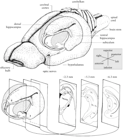 Figure 2-1: Hippocampal formation and other cortical area 
